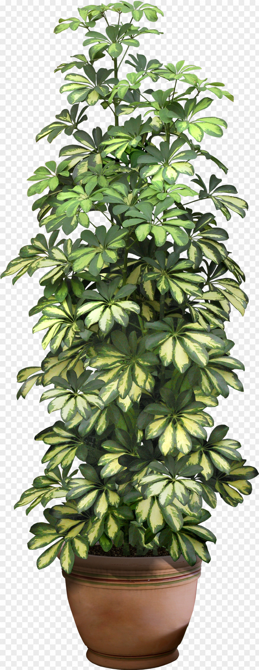 Plant Fiddle-leaf Fig Weeping Houseplant Flowerpot PNG