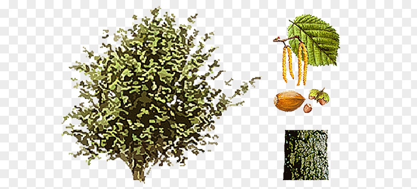 Avellana Tuerca Arbusto Common Hazel Shrub Hazelnut Seed Catkin PNG