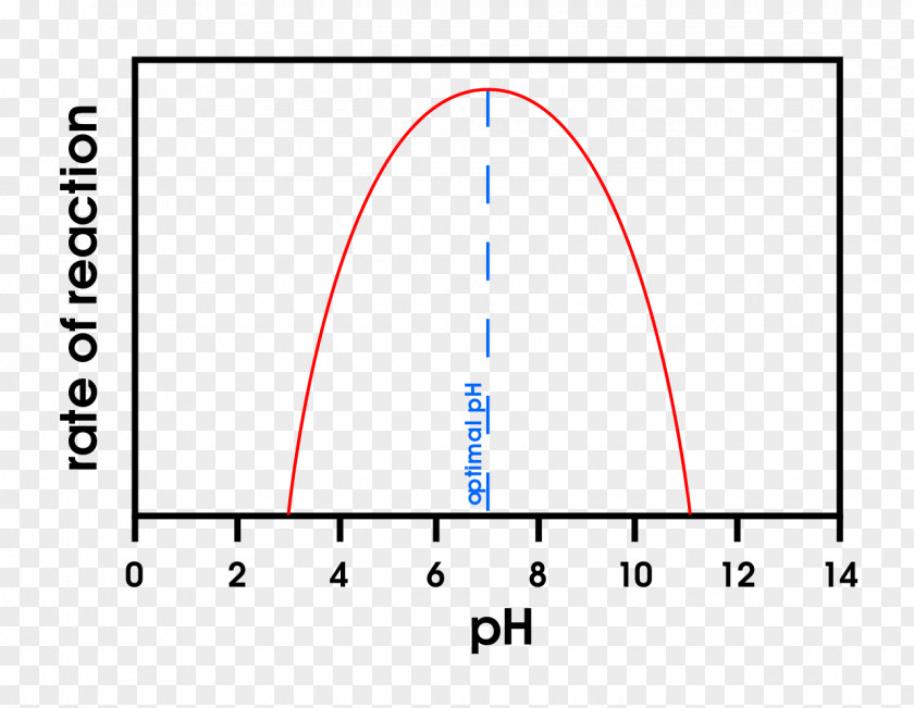 Do The Old Effect PH Enzyme Denaturation Thermodynamic Activity Reaction Rate PNG