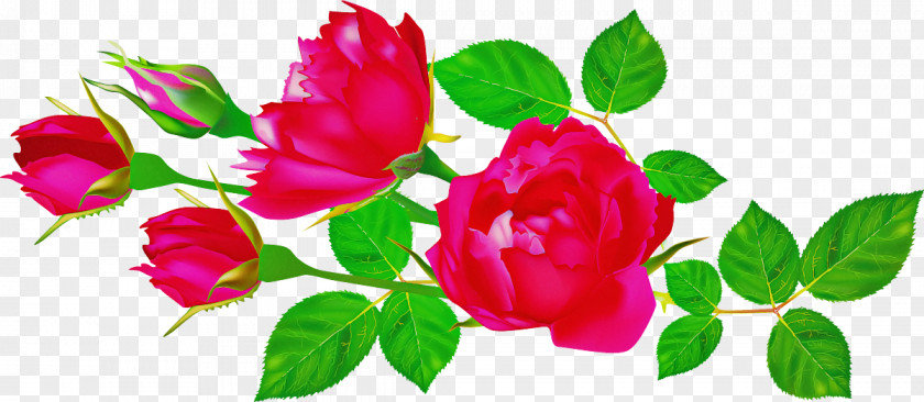 Flowers Roses Valentines Day PNG