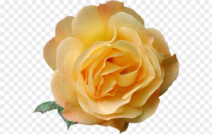 Garden Roses Blog Clip Art PNG