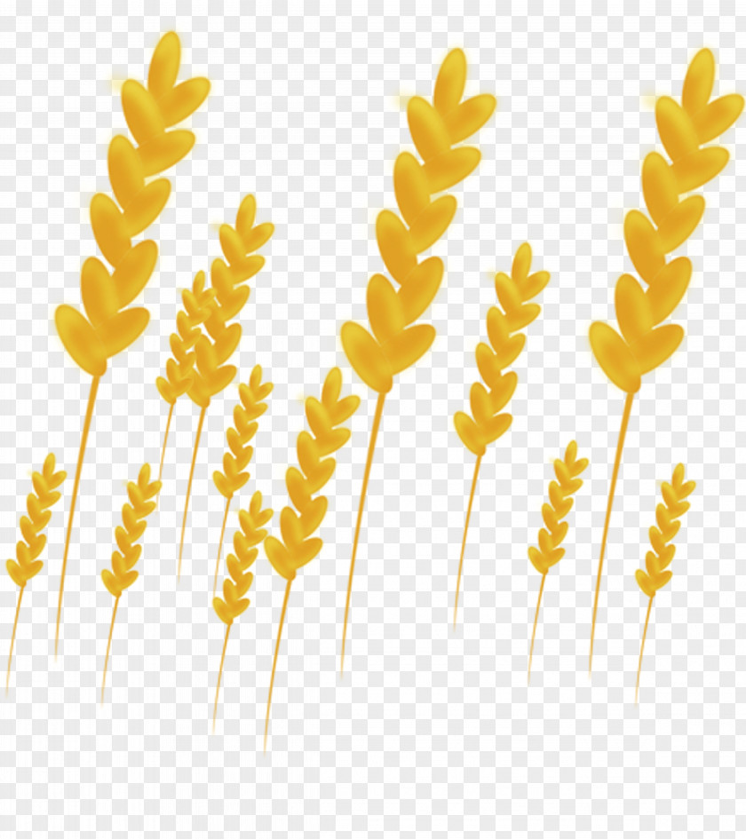 Gold Wheat PNG