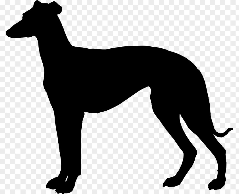Silhouette Italian Greyhound Whippet Spanish Sloughi PNG