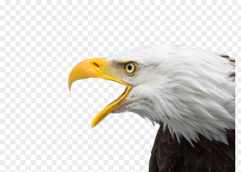 Bird Bald Eagle Of Prey Desktop Wallpaper PNG