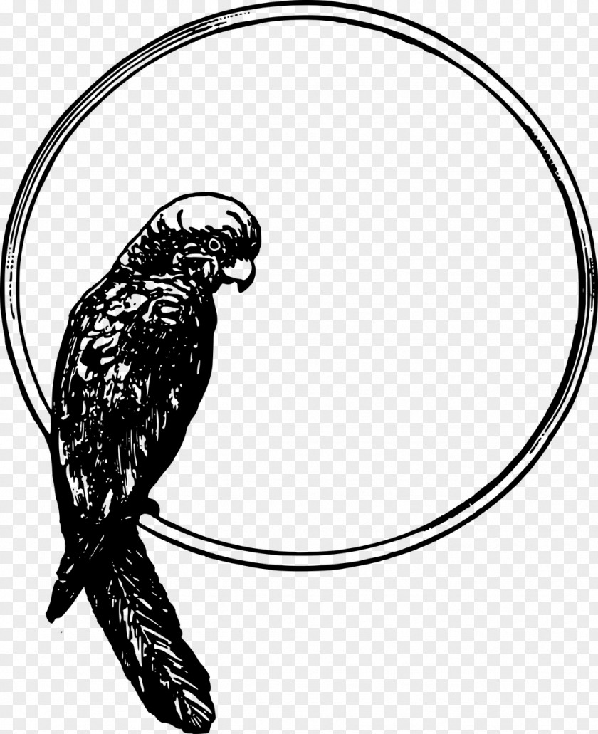 Bird Parrot Drawing Clip Art PNG