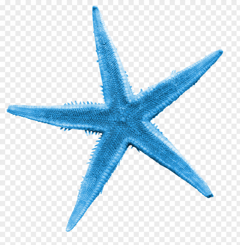 Blue Starfish Illustration PNG