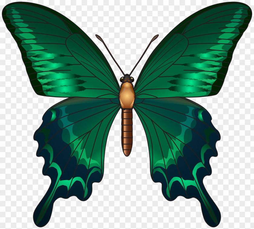 Butterfly Green Clip Art PNG