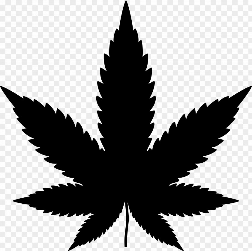Cannabis Sativa Clip Art Image Vector Graphics PNG