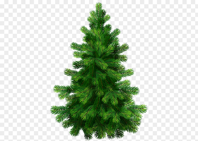 Christmas Tree Pine Fir Spruce Clip Art PNG