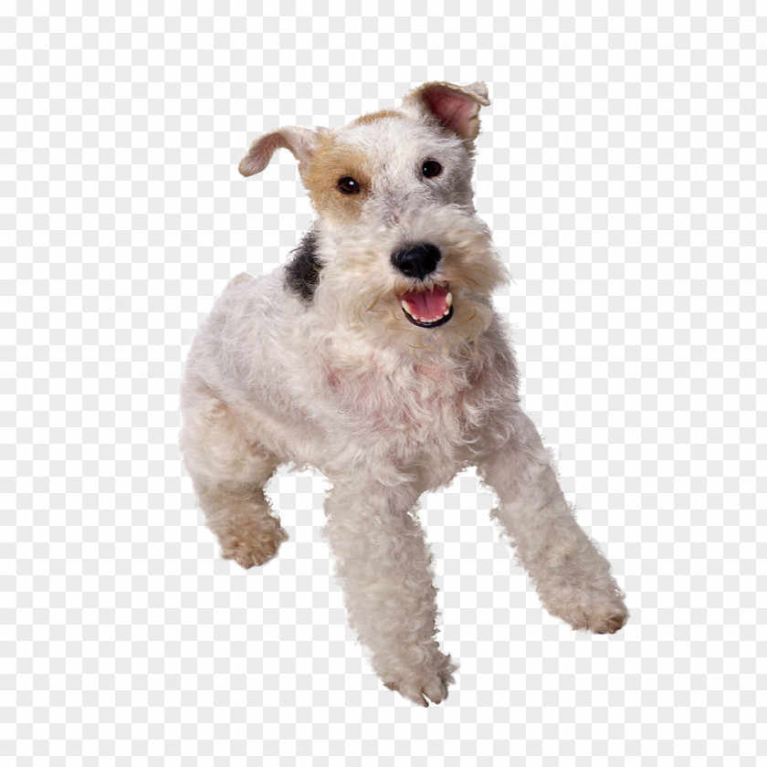 Dogs Wire Hair Fox Terrier Yorkshire Smooth Toy Border PNG