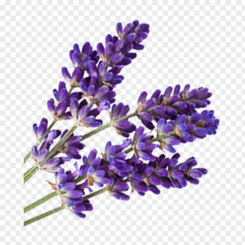 Lavender Garden Oil Essential Aromatherapy PNG