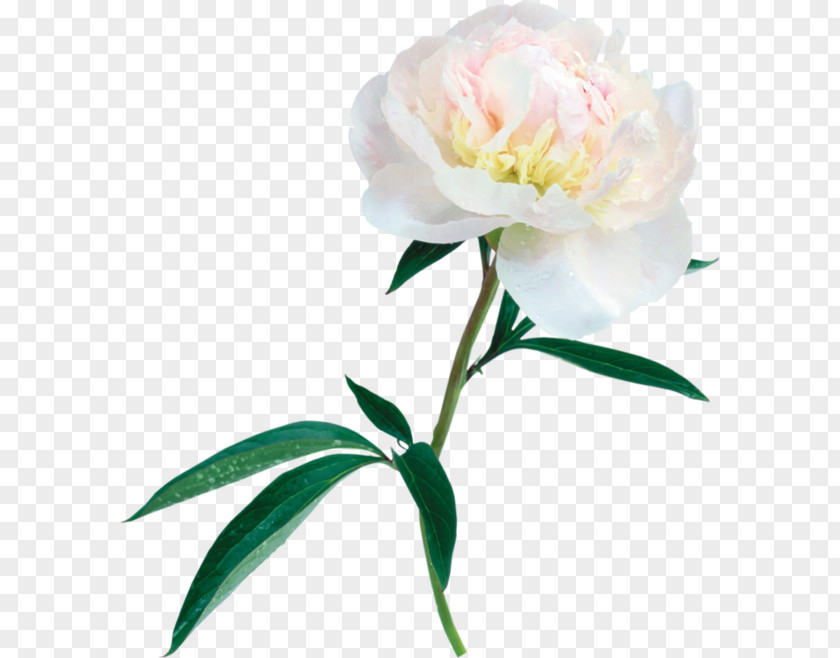 Peony Flower Clip Art PNG