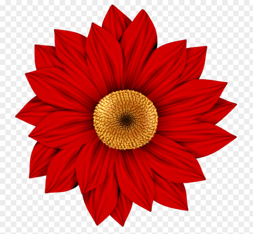 Red Sunflower Flower Transvaal Daisy Drawing Clip Art PNG