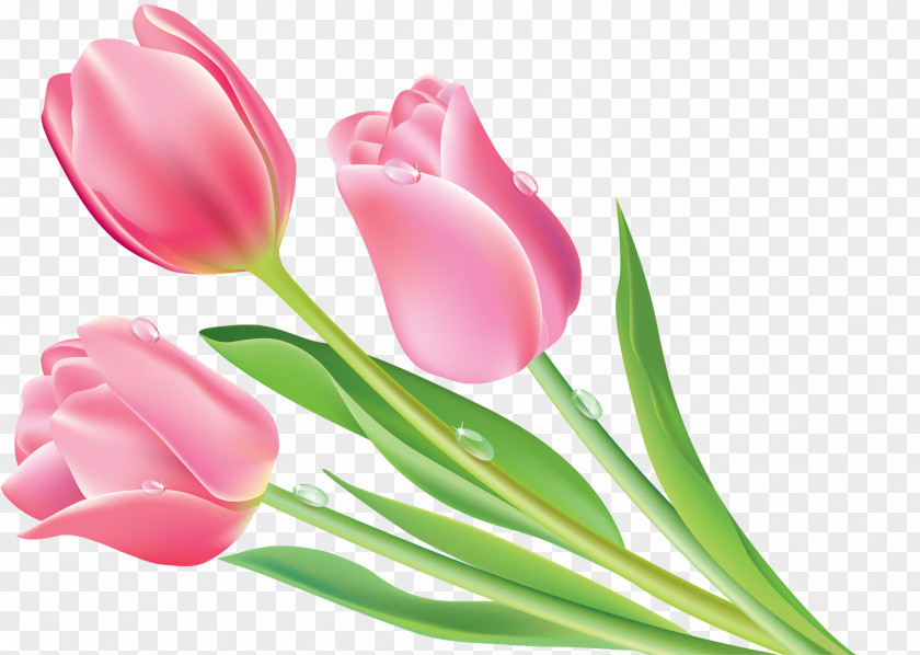 Tulip Graphic Design Flower PNG