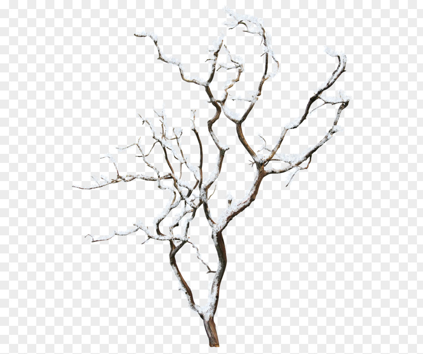 Winter Tree PNG