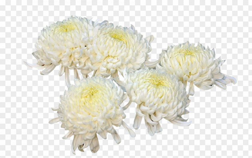 Five Yellow Chrysanthemum Picture Material Xd7grandiflorum Flower Plant PNG