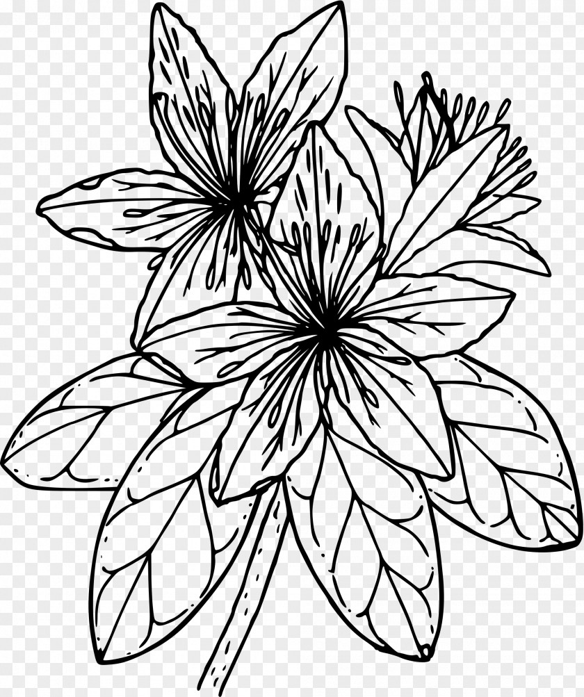 Flower Drawing Azalea Clip Art PNG