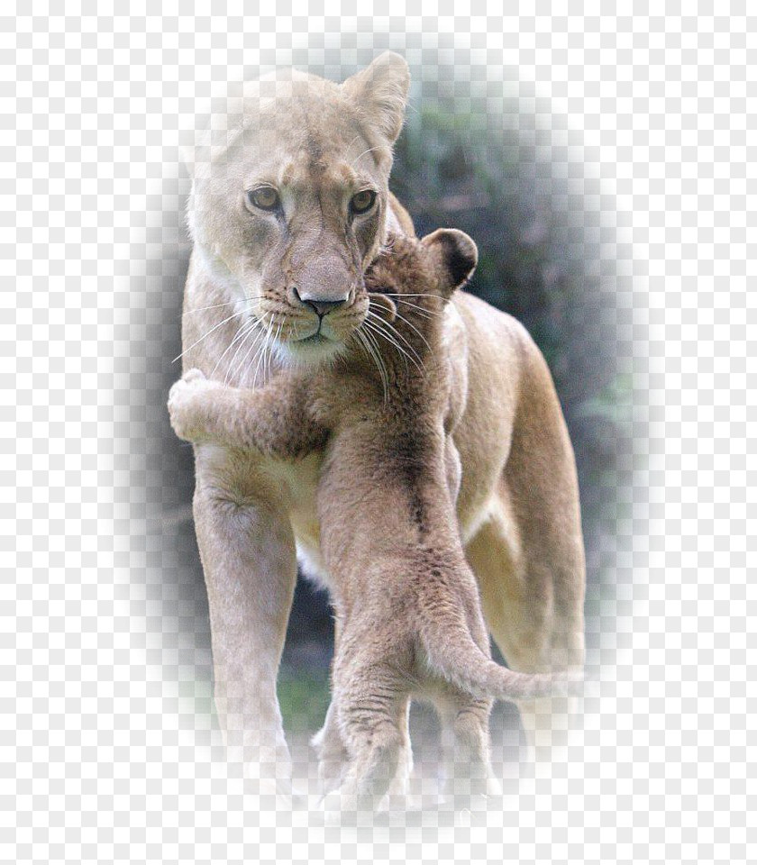 Lion Dog Cat Tiger Puppy PNG
