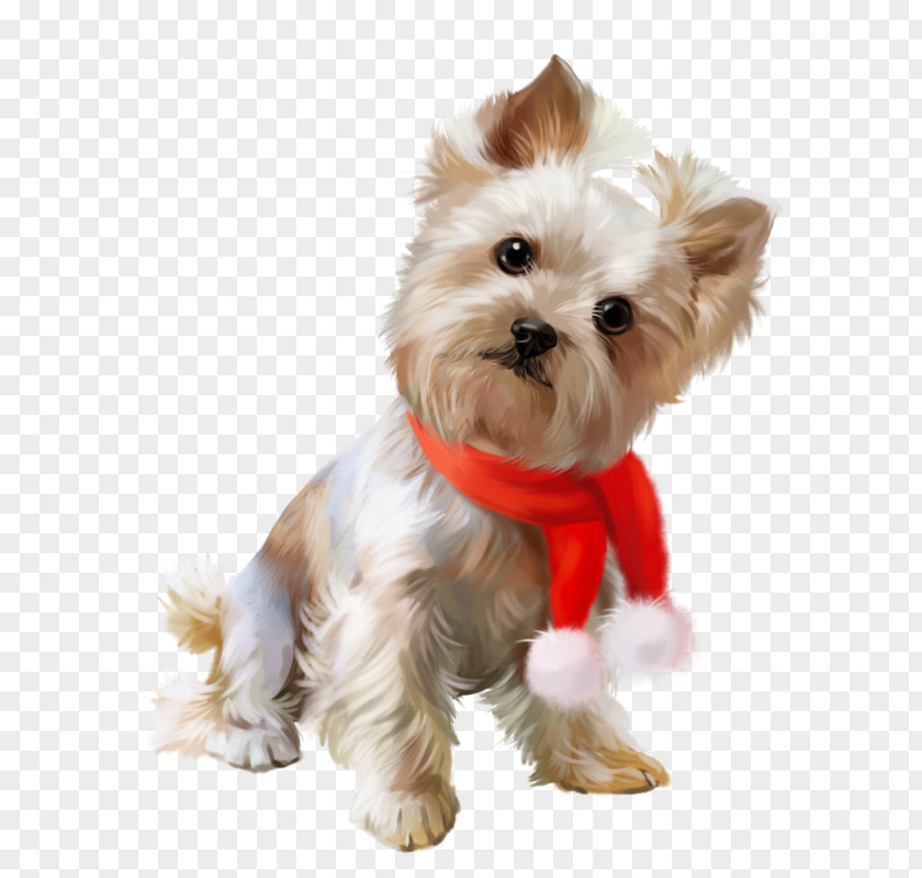Puppy Yorkshire Terrier Cairn Morkie Maltese Dog PNG