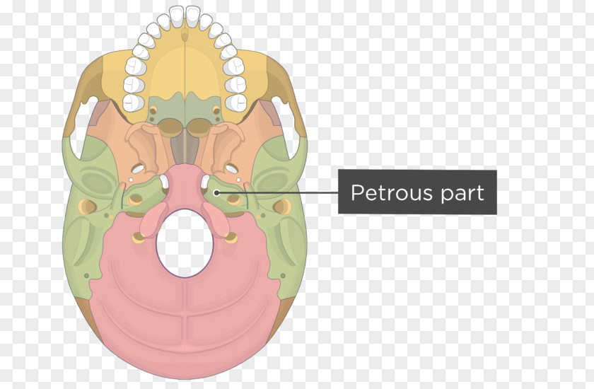 Skull Pterygoid Processes Of The Sphenoid Bone Medial Muscle Lateral PNG