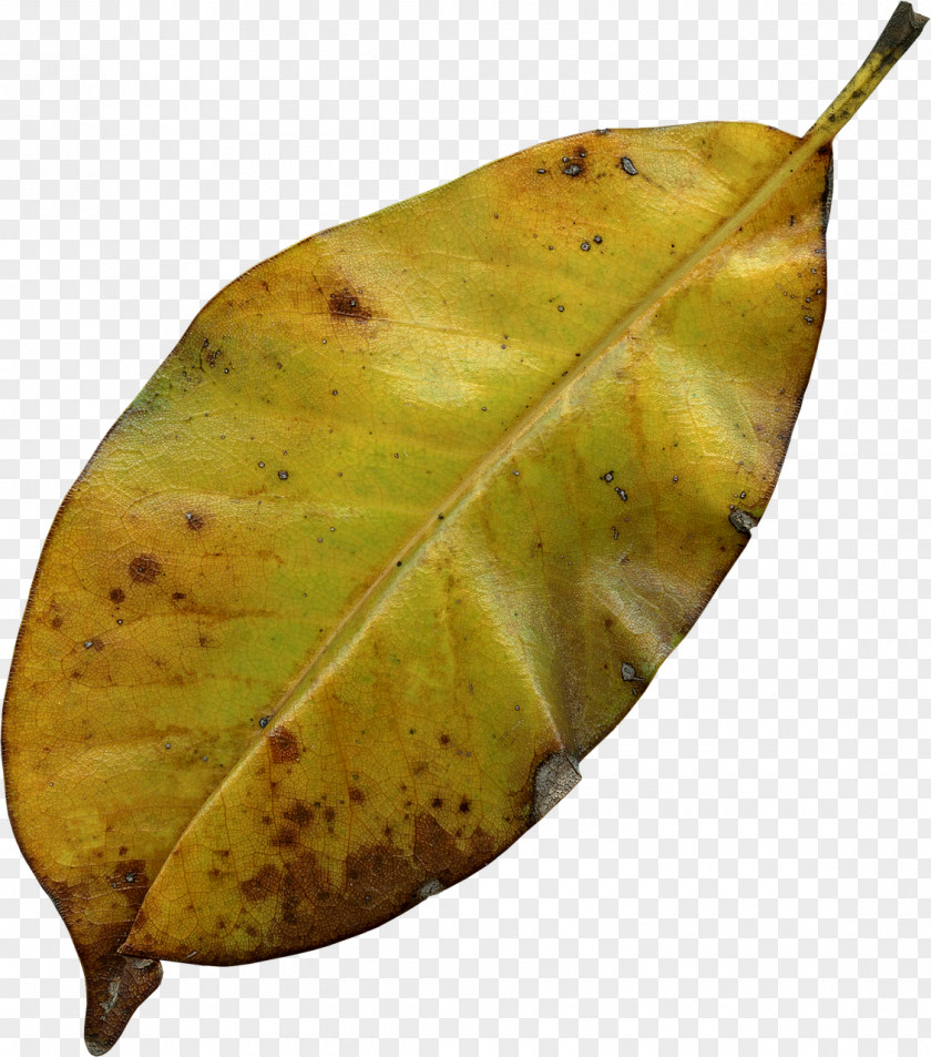 Autumn Leaf Color Image PNG