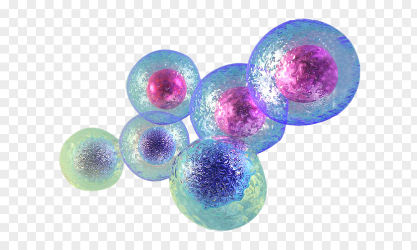 Cell Stem Stem-cell Therapy Umbilical Cord Tissue PNG