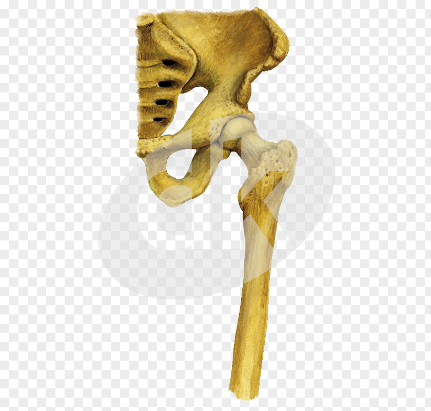 Clove Shoulder Skeleton Hip KBR PNG