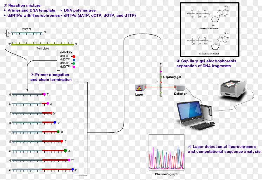 DNA Sequencing Sanger Dideoxynucleotide Nucleic Acid Sequence PNG