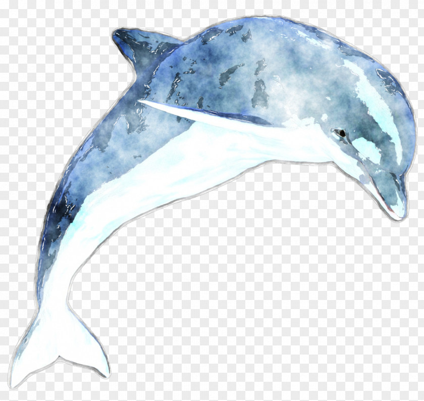 Dolphin Common Bottlenose Rough-toothed Tucuxi Short-beaked PNG