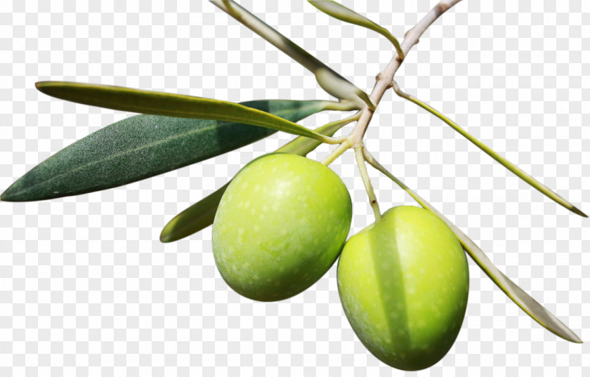 Olive Oil Mediterranean Cuisine Diet PNG