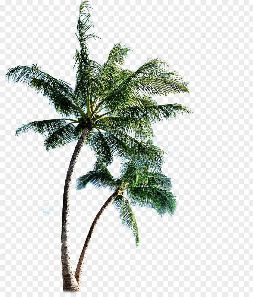 Palm Trees Phi Islands Eleuthera Clip Art PNG