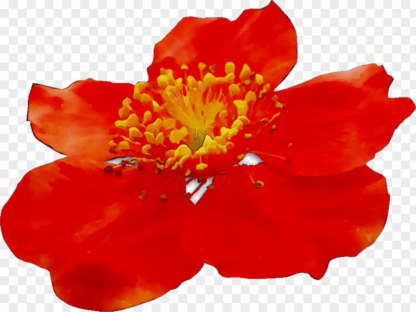 The Poppy Family Malvales Orange S.A. PNG