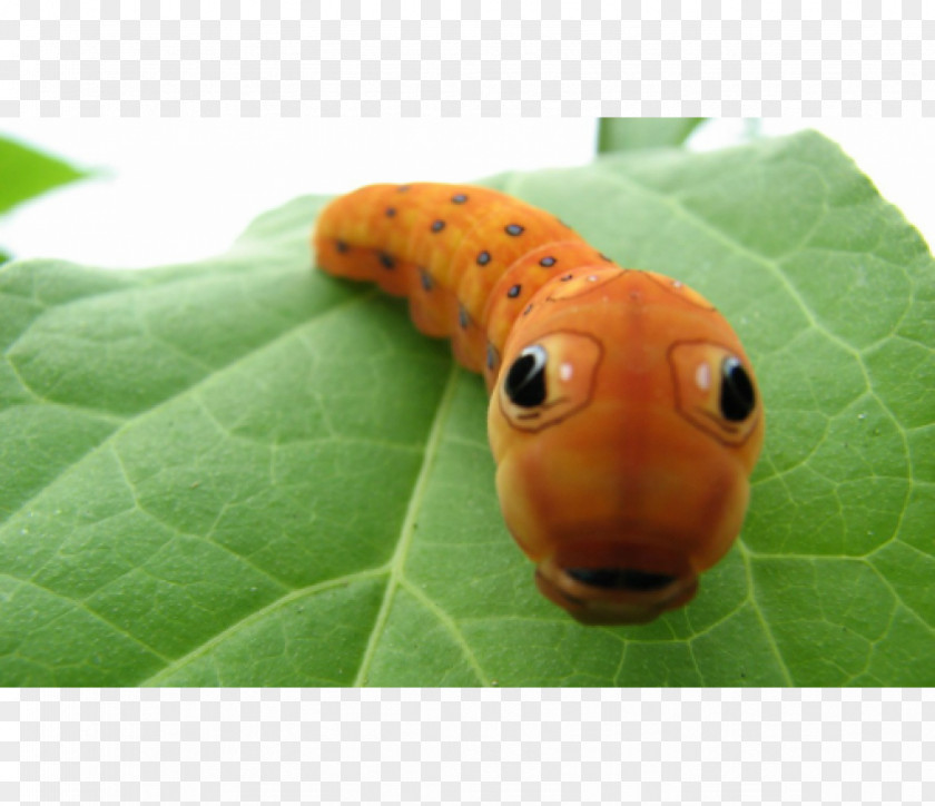 Butterfly Insect Spicebush Swallowtail Caterpillar Cuteness PNG