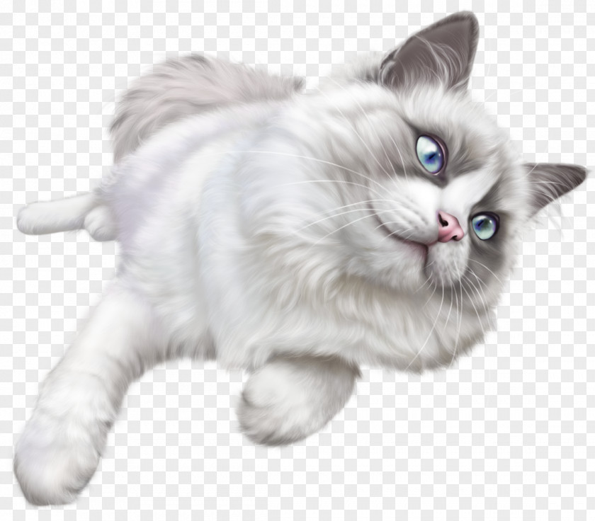 Cats Kitten Ragdoll Clip Art PNG