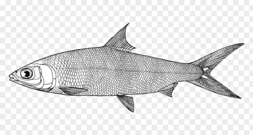 Fish Milkfish New York City Drawing Image PNG