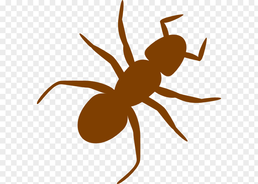 Insect Black Garden Ant Clip Art PNG