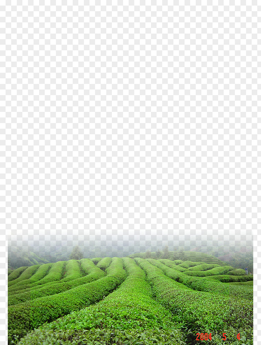 Tea Garden Green Download PNG