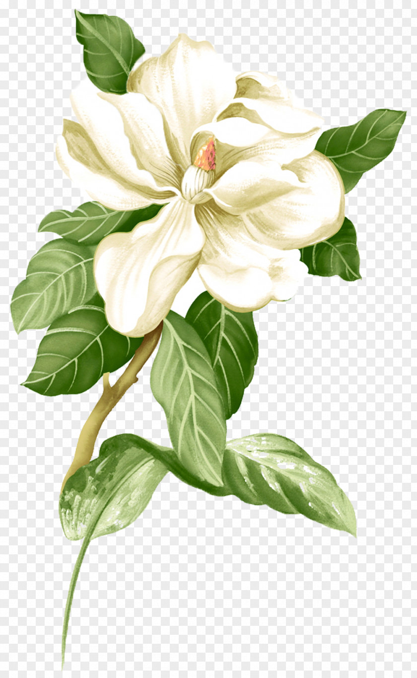 Painted White Jasmine Picture Material PNG
