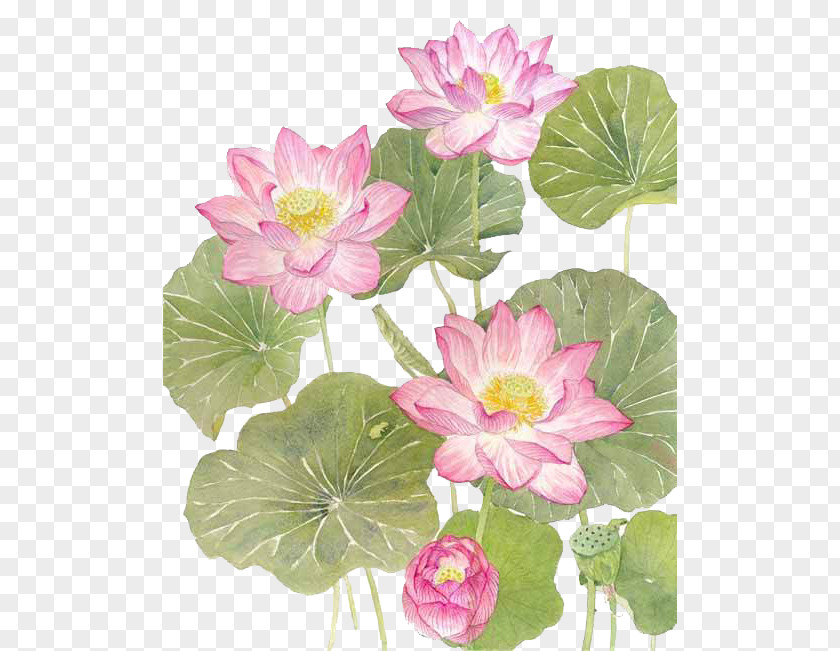 Watercolor Lotus PNG
