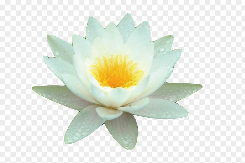 White Lotus Nelumbo Nucifera Cimbalom Water PNG