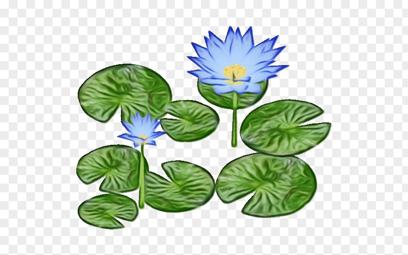 Wildflower Aquatic Plant Leaf Flower Water Lily PNG