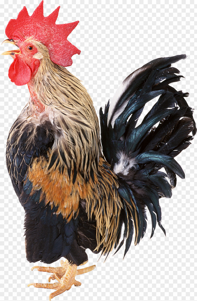 Cock Rooster Old New Year PNG