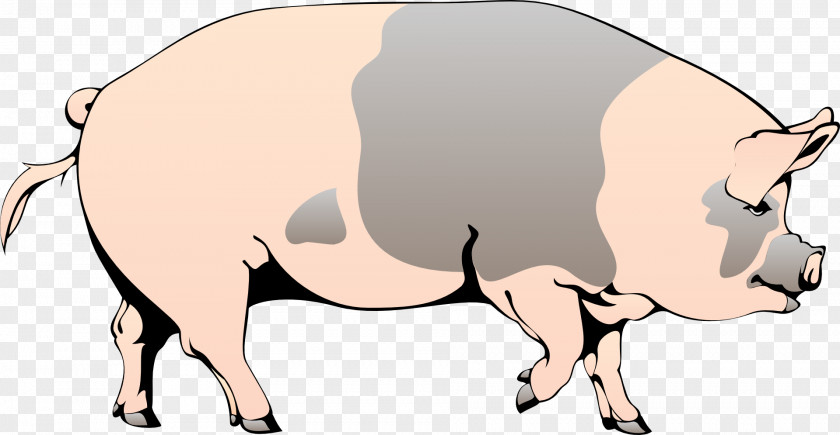 Farm Animals Domestic Pig Clip Art PNG