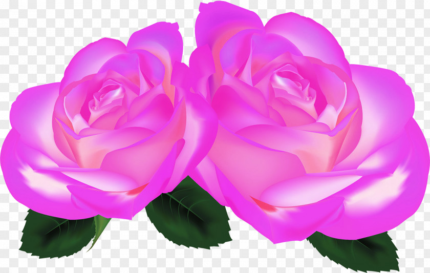 Lilac Rose Garden Roses Cabbage China Floribunda Petal PNG