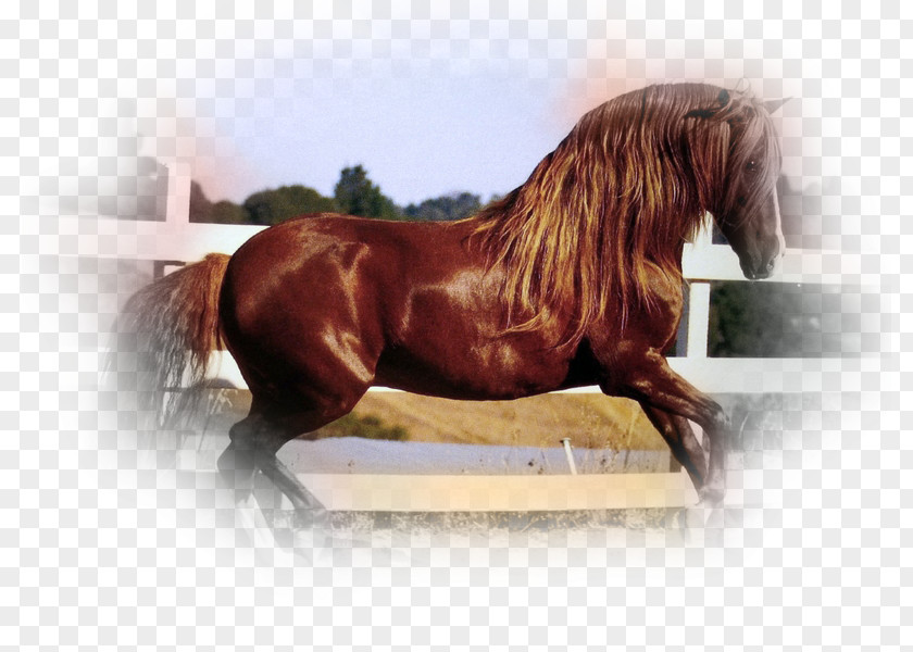 Lusitano Peruvian Paso Noriker Maremmano Andalusian Horse PNG