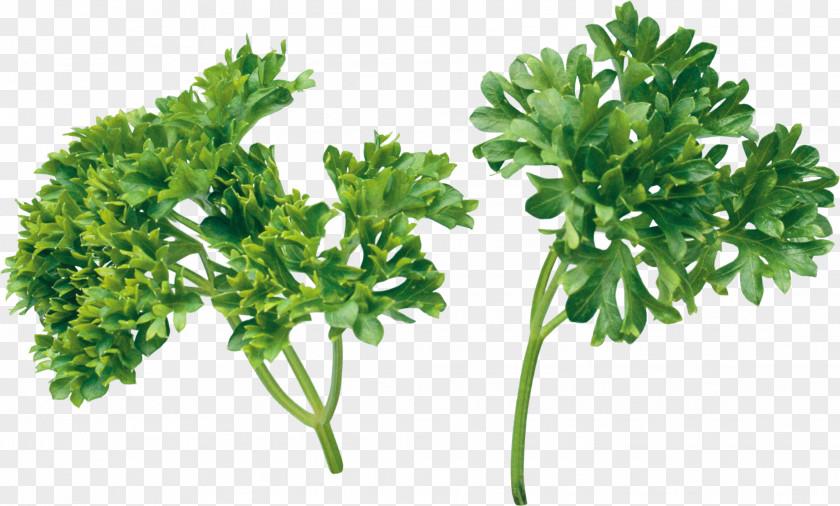 Pizza Herb Parsley Coriander PNG