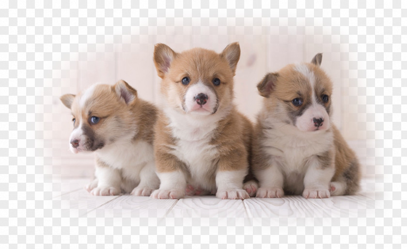 Puppy The Pembroke Welsh Corgi Wales PNG