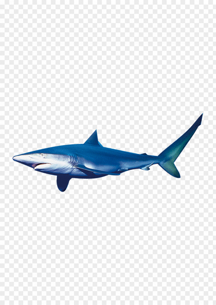 Shark Requiem Fish PNG
