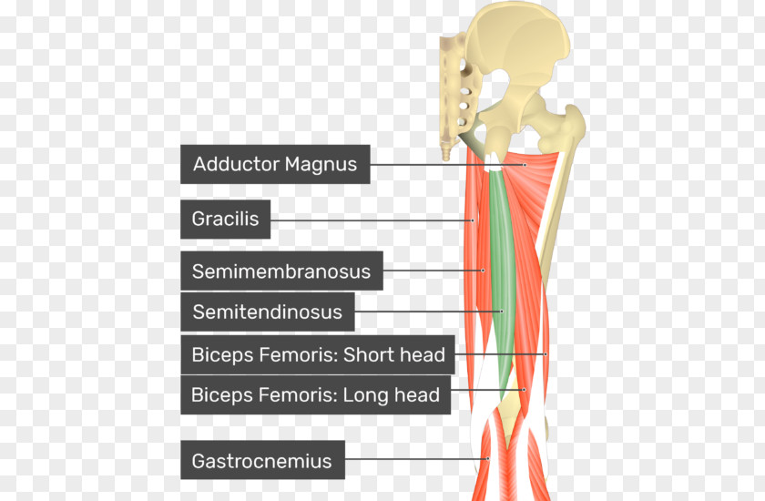 Short Legs Gluteus Medius Maximus Minimus Gluteal Muscles PNG