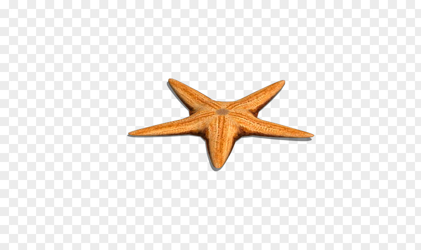 Single Starfish Yellow Sea Euclidean Vector Gratis PNG
